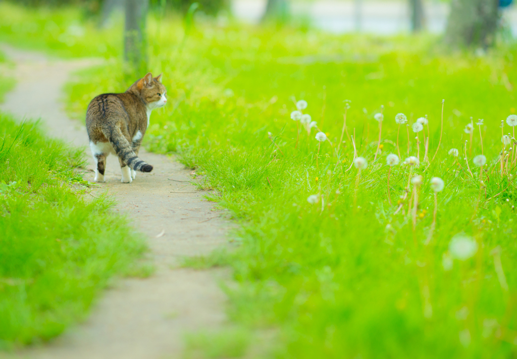 千の天使がバスケットボールする