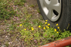 ２０１４０４２９あしもと