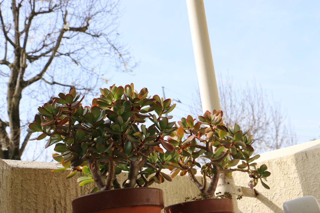 ２０１４０４０２朝鉢植え