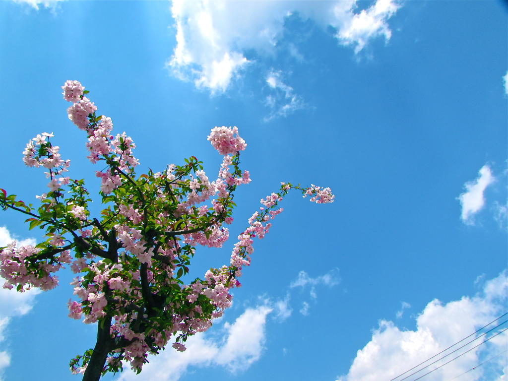 ２０１４０４１４いいそら３