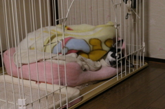 20140607 かぜひいてまんねん