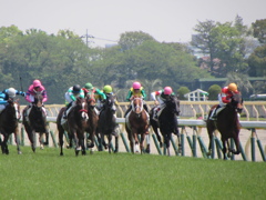 ２０１４０４２６東京競馬場へ行ってきました４