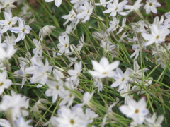２０１４０４２２白い花１