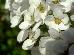 ２０１４０４０６石神井公園１