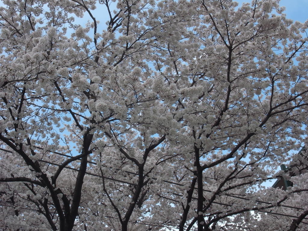 ２０１４０４０５駅の桜、整列