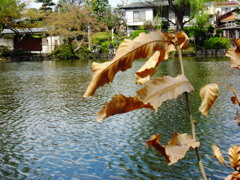 ２０１４０４０６こいのぼり