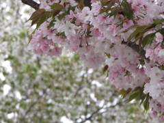 ２０１４０４１３主役の交代