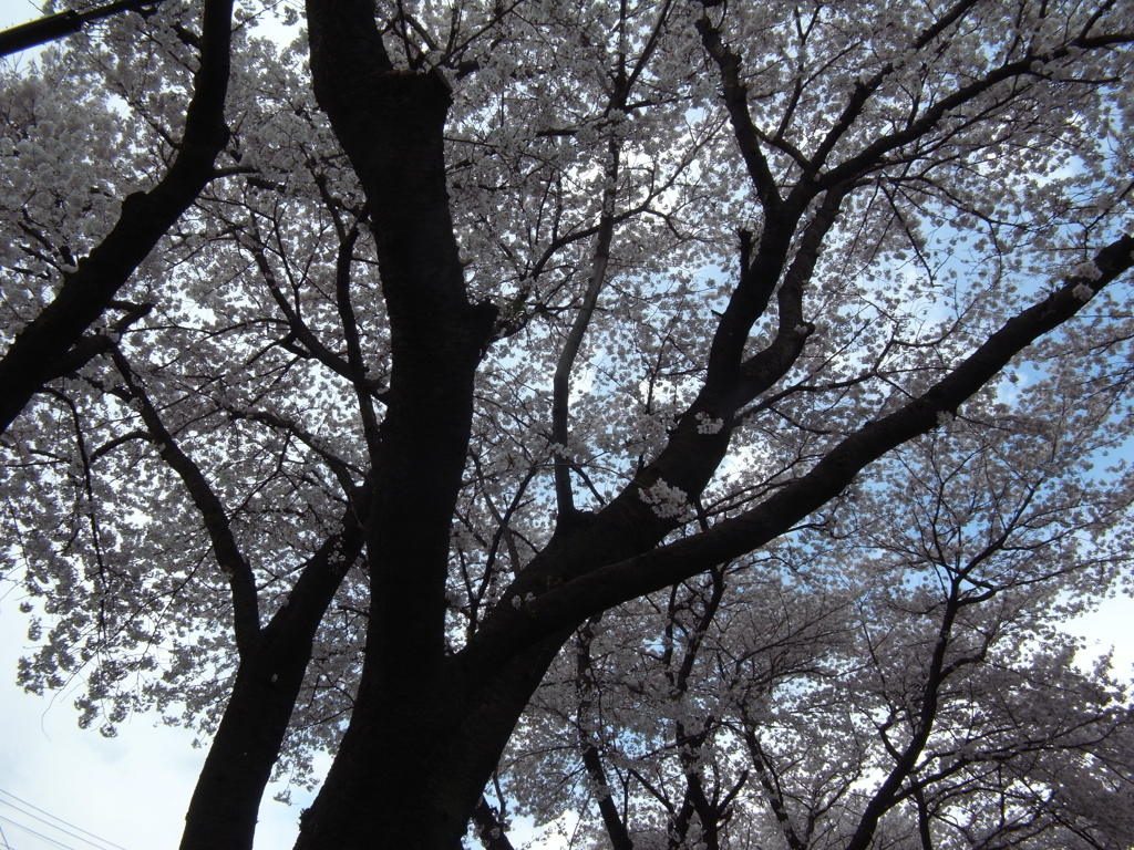 ２０２４０４０５駅の桜　今年も最後