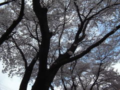 ２０２４０４０５駅の桜　今年も最後