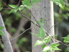 ２０１４０４１５白樺？いやいやいや