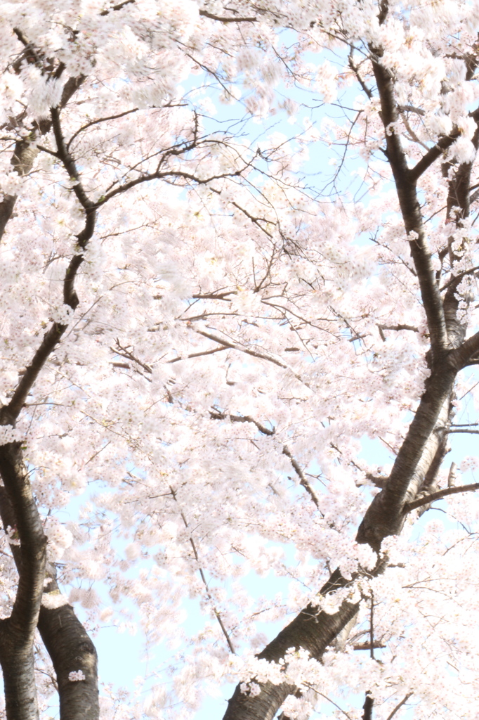 ２０１４０４０７さくらうすく