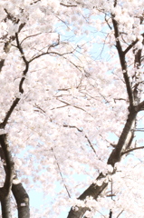 ２０１４０４０７さくらうすく