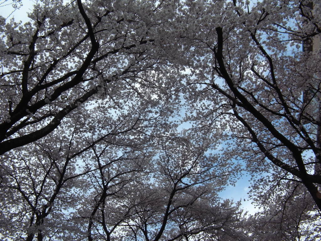 2014040駅の桜　いつ降るか？