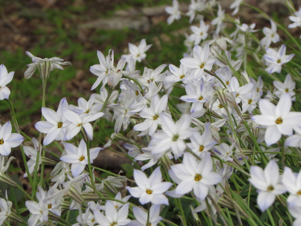 ２０１４０４２２白い花２