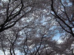 ２０１４０４０５駅の桜　空の隙間