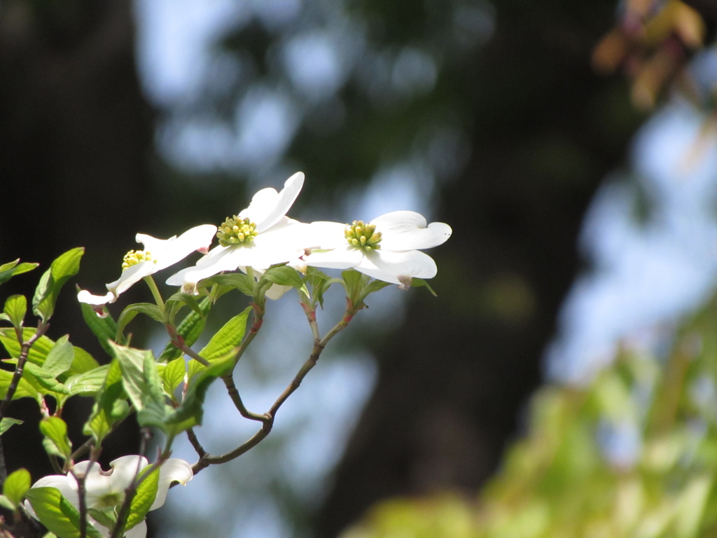 ２０１４０４２６東京競馬場へ行ってきました１