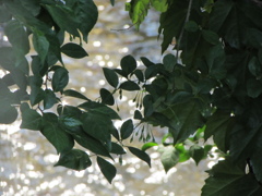 ２０１４０５０７　キラキラ