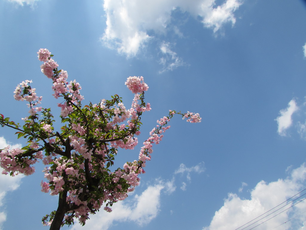 ２０１４０４１４いいそら