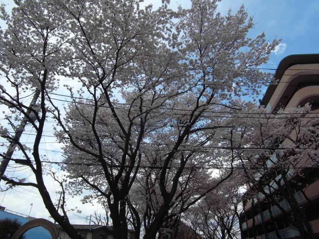 ２０１４０４０５駅の桜　めでる