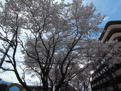 ２０１４０４０５駅の桜　めでる