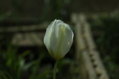 ２０１４０４１１夜間の単焦点