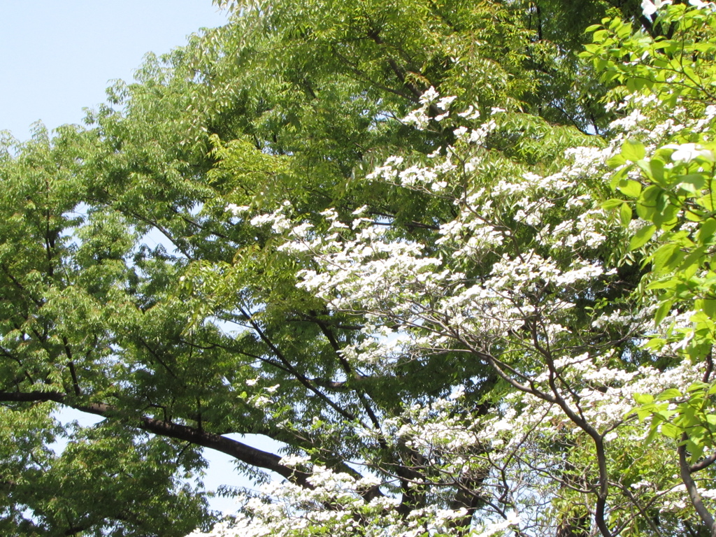 ２０１４０４２６東京競馬場へ行ってきました１