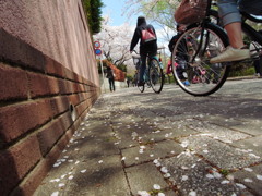 ２０１４０４０６石神井公園５