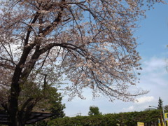 ２０１４０４０６石神井公園３
