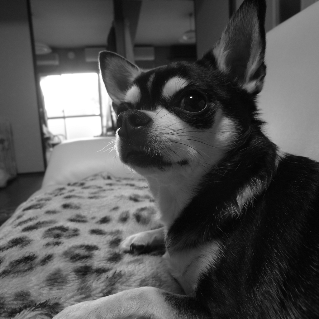 ２０１４０４０７ウチの犬
