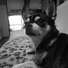 ２０１４０４０７ウチの犬