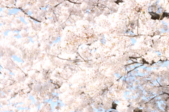２０１４０４０７桜風にゆれて２