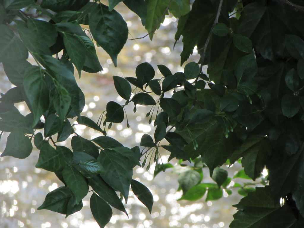 ２０１４０５０７　キラキラ２