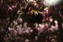 20140419夜の八重さくら2