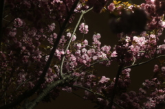 2013140419夜の八重さくら4