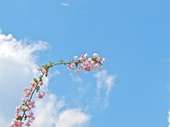 ２０１４０４１４青空にえだ