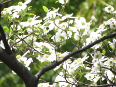 ２０１４０４２６東京競馬場へ行ってきました３