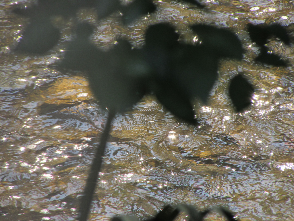 ２０１４０５０７　水気持ち良さそう