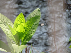 ２０１４０５０７　緑キラキラ