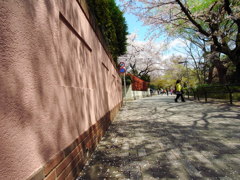 20140406桜の影