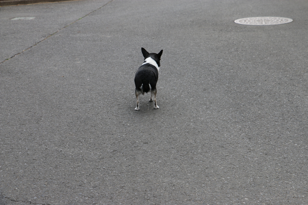 ２０１４０４１６家へかえろう