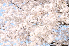２０１４０４０７桜風に揺れて
