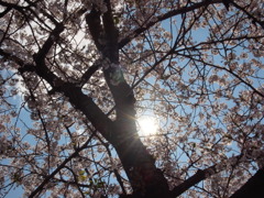 ２０１４０４０６石神井公園２