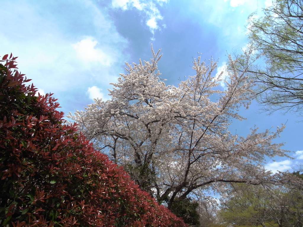 ２０１４０４０６石神井公園６