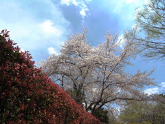 ２０１４０４０６石神井公園６