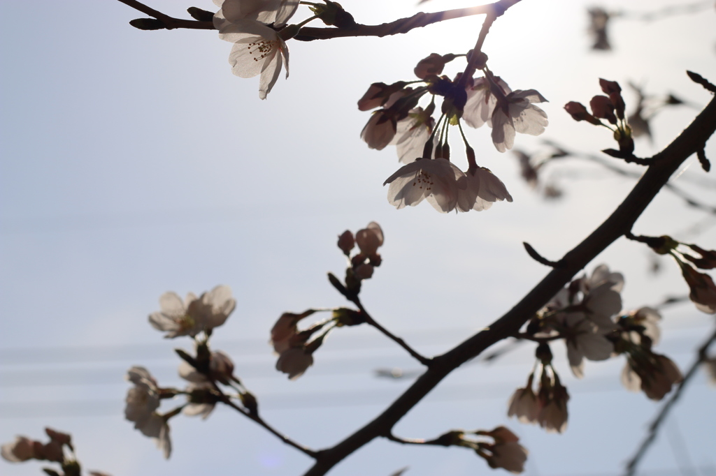 20140401:桜１