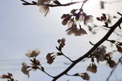 20140401:桜１