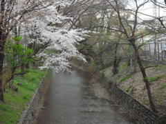 ２０１４０４０５駅の桜　せせらぎに落ちる
