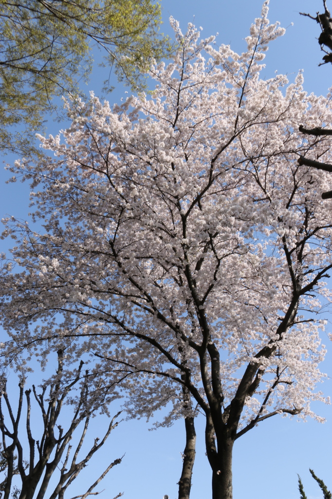 ２０１４０４０７青空に