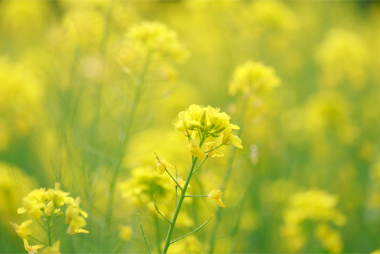 菜の花。