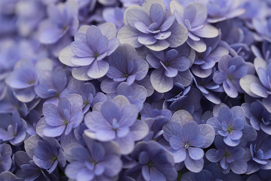 お花畑